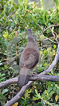 Andean guan in Yanacocha Reserve