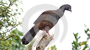 Andean guan in Yanacocha Reserve