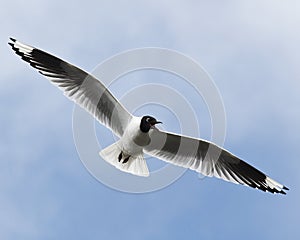 Andean Gull photo