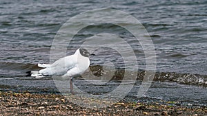 Andean gull on the coast.