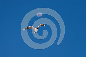 Andean Gull flying against blue sky and defocused moon