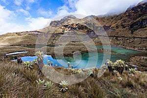 Andean landscape, frailejÃ³n moors