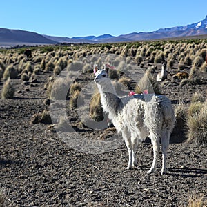 The Andean landscape with herd of llamas