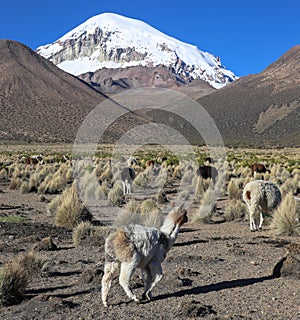 The Andean landscape with herd of llamas