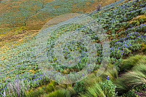Andean landscape with its pÃÂ¡ramo hillsides photo