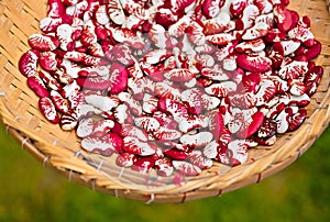 The Andean lima bean, also known as string bean, lima bean, or Phaseolus lunatus, is a plant originating in the Americas photo