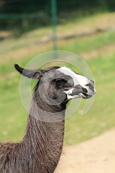 Andean llama, formerly: llama - a domesticated species of cloven-hoofed mammal from the camelid family.