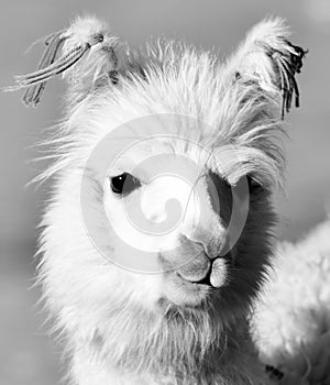 Andean Llamas