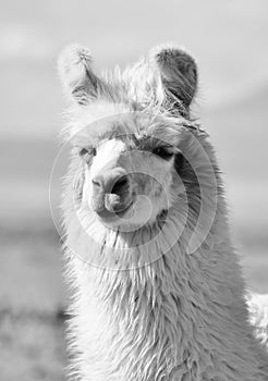 Andean Llamas