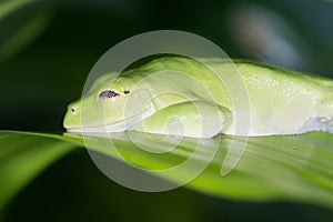 Andean marsupial frog photo