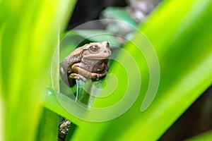 Andean Marsupial Tree Frog photo