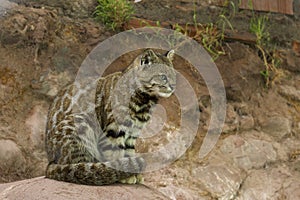 Andean Mountain Cat