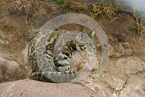 Andean Mountain Cat