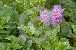 Andean potato flowers