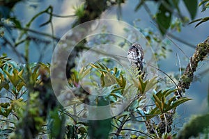 Andean Potoo - Nyctibius maculosus