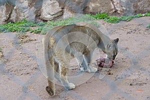 Andean Puma