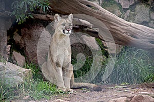 Andean Puma
