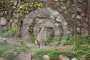 Andean Puma