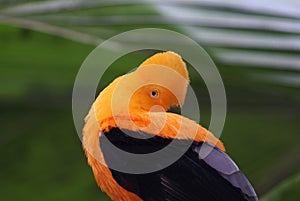 Andean of the Rock Tropical Bird