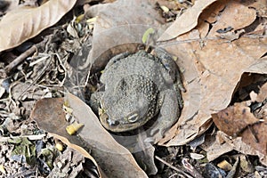 Andean toad (Rhinella spinulosa Wiegmann, 1834) is sitting on dry leaves