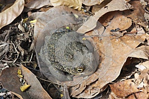 Andean toad (Rhinella spinulosa Wiegmann, 1834) is sitting on dry leaves