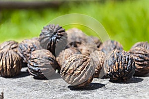 Andean walnut