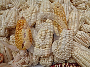 Andean white corn