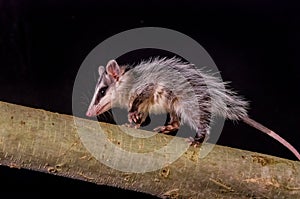 Andean white eared opossum on a branch zarigueya