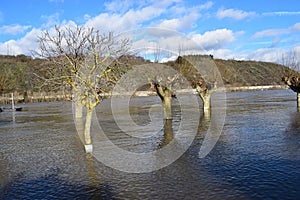 Andernach, Germany - 02 04 2021: trees in the calm Rhine flood