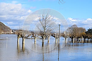 Andernach, Germany - 02 04 2021: Trees in the Rhine flood