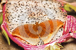 The Anderson Count butterfly on fruit