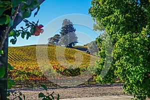 Anderson Valley Vineyards photo