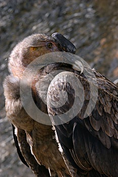 Andes Condor photo