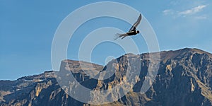 Andes Condor in Flight, Colca Canyon, Peru