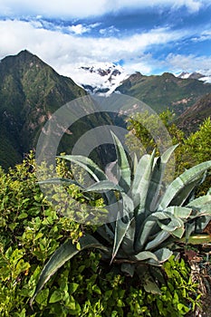 Andes mountains and agave, Apurimac river valley photo