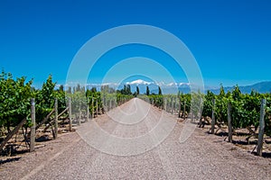 Andes view with Vineyard and Road in Mendoza, Argentina photo