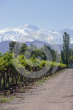 Andes & Vineyard, Lujan de Cuyo