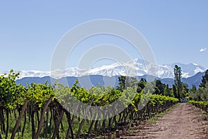 Andes & Vineyard, Lujan de Cuyo, Argentina