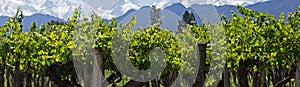 Andes & Vineyard, Lujan de Cuyo, Argentina