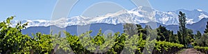 Andes & Vineyard, Lujan de Cuyo, Mendoza photo