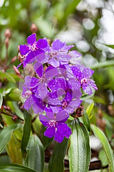 Andesanthus lepidotus - Seven hides Leathers purple flower