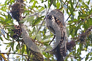 Andesreuzennachtzwaluw, Andean Potoo, Nyctibius maculosus