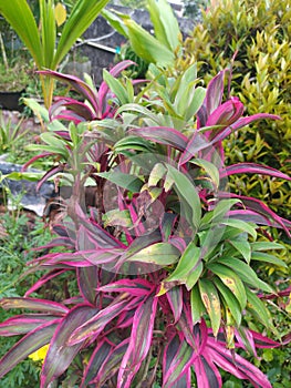 Andong lyric flower that grows a lot in the highlands of the Wilis Mountains, Java Island