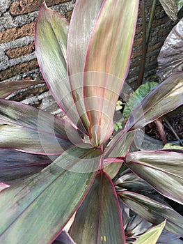 Andong, ti or hanjuang are ornamental plants from the Asparagaceae family