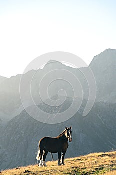 Andorran horses in the mountains at sunset in the Pyrenees
