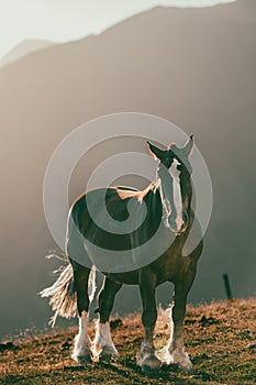Andorran horses in the mountains at sunset in the Pyrenees