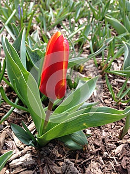 Andre Citroen Tulip Flower Blossoming in Spring at Central Park.