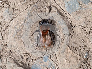 Andrena fulva - Tawny mining bee