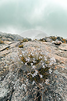 Andringitra national park,mountain landscape, Madagascar wilderness landscape