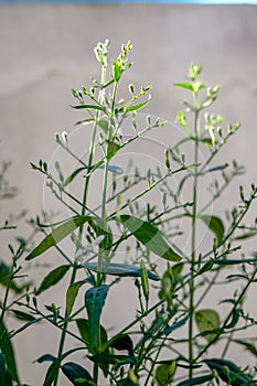 Andrographis paniculata photo